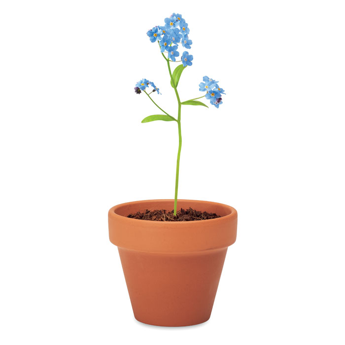 FORGET ME NOT - Terracotta pot 'forget me not'
