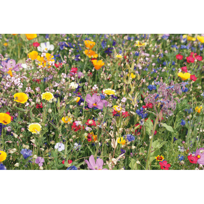 FLOMIX - Mix flowerseeds disc