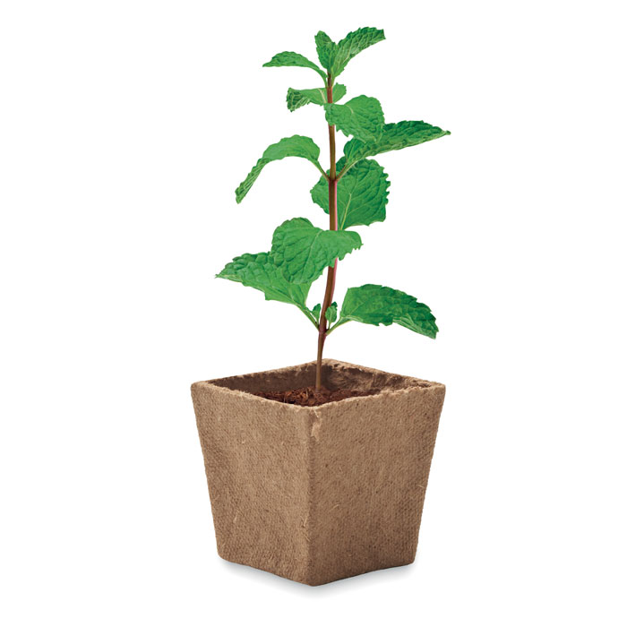 MINT KIT - Mint seeds growing kit